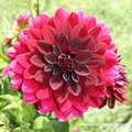 Dahlia Arabian Night